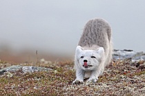 Polarfuchs in einem norwegischen Fjell