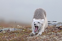 Polarfuchs in einem norwegischen Fjell