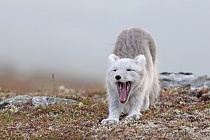 Polarfuchs in einem norwegischen Fjell