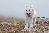 Polarfuchs in einem norwegischen Fjell