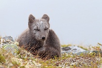 Polarfuchs in einem norwegischen Fjell