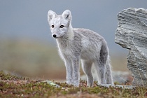 Polarfuchs in einem norwegischen Fjell