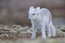 Polarfuchs in einem norwegischen Fjell