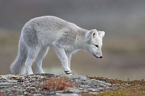 Polarfuchs in einem norwegischen Fjell
