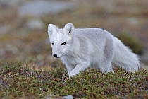Polarfuchs in einem norwegischen Fjell
