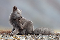 Polarfuchs in einem norwegischen Fjell