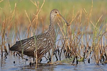 Der Rallenkranich gehört zur Ordnung der Kranichvögel. Mit seinem leicht gebogenen Schnabel erinnert er an einen Ibis, sein lauter Ruf ähnelt dem eines Kranichs. Er ernährt sich vorwiegend von Schnecken.