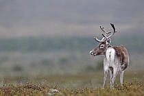 Rentier Ren Rangifer tarandus Reindeer Schweden