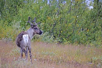 Rentier Ren Rangifer tarandus Reindeer Schweden
