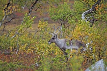 Rentier Ren Rangifer tarandus Reindeer Schweden