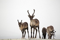 Rentier Ren Rangifer tarandus Reindeer Schweden