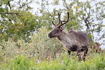 Rentier Ren Rangifer tarandus Reindeer Schweden