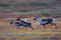 Rentier Ren Rangifer tarandus Reindeer Schweden
