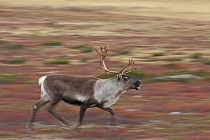 Rentier Ren Rangifer tarandus Reindeer Schweden