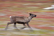 Rentier Ren Rangifer tarandus Reindeer Schweden