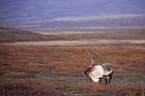 Rentier Ren Rangifer tarandus Reindeer Schweden