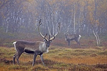 Rentier Ren Rangifer tarandus Reindeer Schweden