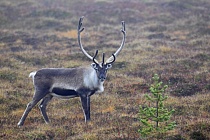Rentier Ren Rangifer tarandus Reindeer Schweden
