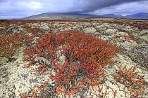 Landschaft im Rondane Nationalpark, Norwegen