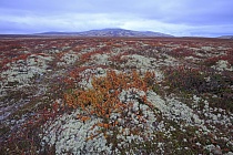 Landschaft im Rondane Nationalpark, Norwegen