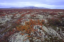 Landschaft im Rondane Nationalpark, Norwegen