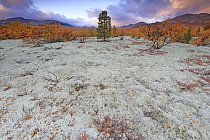 Landschaft im Rondane Nationalpark, Norwegen