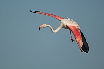 In der Camargue lebt eine stattliche Population des Rosaflamingos.