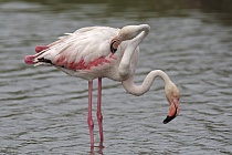 In der Camargue lebt eine stattliche Population des Rosaflamingos.