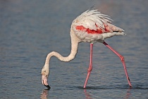 In der Camargue lebt eine stattliche Population des Rosaflamingos.