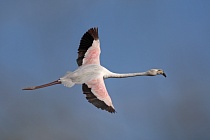 In der Camargue lebt eine stattliche Population des Rosaflamingos.