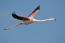 In der Camargue lebt eine stattliche Population des Rosaflamingos.