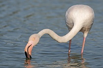 In der Camargue lebt eine stattliche Population des Rosaflamingos.