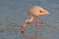 In der Camargue lebt eine stattliche Population des Rosaflamingos.