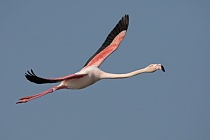 In der Camargue lebt eine stattliche Population des Rosaflamingos.