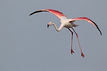 In der Camargue lebt eine stattliche Population des Rosaflamingos.
