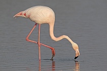 In der Camargue lebt eine stattliche Population des Rosaflamingos.