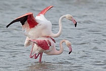 In der Camargue lebt eine stattliche Population des Rosaflamingos.