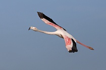 In der Camargue lebt eine stattliche Population des Rosaflamingos.
