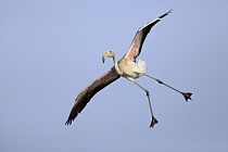 In der Camargue lebt eine stattliche Population des Rosaflamingos.