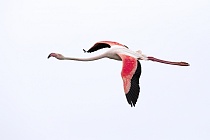 In der Camargue lebt eine stattliche Population des Rosaflamingos.