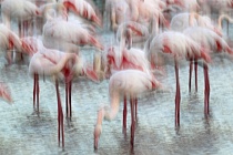 In der Camargue lebt eine stattliche Population des Rosaflamingos.