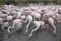 In der Camargue lebt eine stattliche Population des Rosaflamingos.