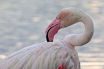 In der Camargue lebt eine stattliche Population des Rosaflamingos.