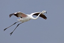 In der Camargue lebt eine stattliche Population des Rosaflamingos.