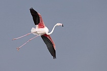 In der Camargue lebt eine stattliche Population des Rosaflamingos.