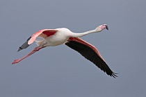 In der Camargue lebt eine stattliche Population des Rosaflamingos.
