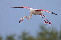 In der Camargue lebt eine stattliche Population des Rosaflamingos.