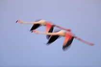 In der Camargue lebt eine stattliche Population des Rosaflamingos.