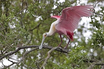 Die Rosalöffler brüten in den heißen Feuchtgebieten Floridas und überwintern in Teilen Mittel- und Südamerikas.
