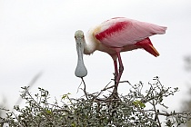 Die Rosalöffler brüten in den heißen Feuchtgebieten Floridas und überwintern in Teilen Mittel- und Südamerikas.